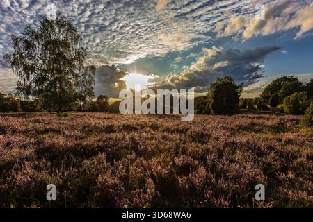 Magnifique coucher de soleil sur la Heath de Lüneburg près de Totengrund, avec la bruyère violette en fleurs, la lumière du soleil dorée et les nuages spectaculaires, créant un paysage calme et atmosphérique de fin d'été dans le nord de l'Allemagne. Banque D'Images