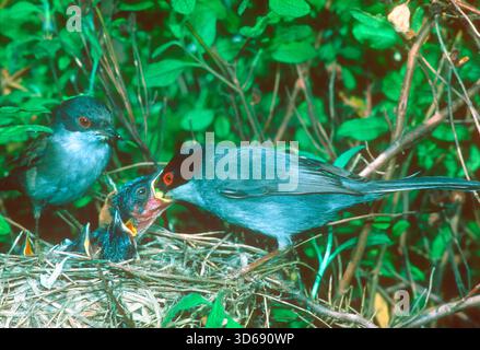 Warblers sardes, Sylvia melanocephala. Mâle et femelle au nid nourrissant les poussins Banque D'Images