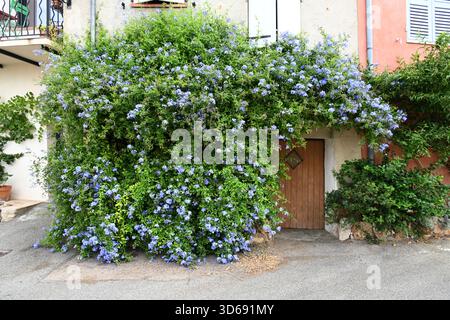 Blue Plumbago escalade arbuste, alias Cape Leadwort ou Cape Plumbago, Plumbago auriculata, poussant sur Village House à Cabris Alpes-Maritimes France Banque D'Images