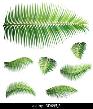 feuilles vertes de palmier arbre tropical illustration vectorielle stock de dessin animé isolé sur fond blanc Banque D'Images