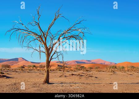 Camelthorn morts et dunes de sable rouge dans le parc national Namib-Naukluft, Namibie Banque D'Images