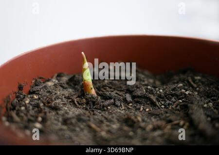 Gros plan d'une germe de gingembre vert poussant à partir d'un sol humide dans un pot brun. Symbole de croissance, de nature et de renouveau. Éco, jardinage et durabilité th Banque D'Images