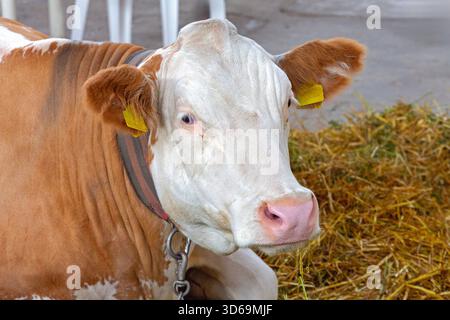 Une grande vache blanche et brune couchée à la ferme de bétail Banque D'Images