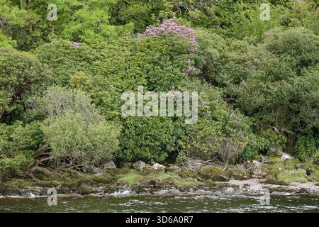 Killarney, Kerry, Irlande - 22 mai 2016 - arbres et arbustes avec feuillage vert et fleurs violettes vus le long du rivage de Lough Leane Banque D'Images