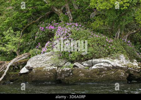 Killarney, Kerry, Irlande - 22 mai 2016 - arbres et arbustes avec feuillage vert et fleurs violettes vus sur les rochers le long du rivage de Lough Leane Banque D'Images