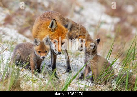 Renard roux (Vulpes vulpes) femelle / vixen avec kits de jeu / oursons près de la tanière dans les dunes au printemps Banque D'Images