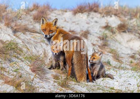 Renard roux (Vulpes vulpes) femelle / vixen avec deux kits ludiques / oursons près de la tanière dans les dunes au printemps Banque D'Images