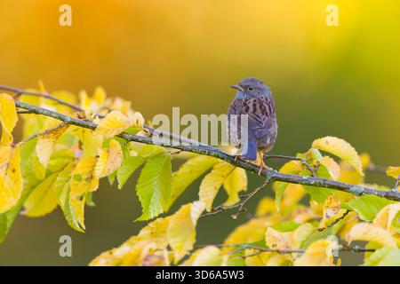 Dunnock Prunella modularis, adulte perché sur Carpinus betulus, branche aux feuilles de couleur automnale, Suffolk, Angleterre, novembre Banque D'Images
