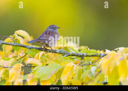Dunnock Prunella modularis, adulte perché sur Carpinus betulus, branche aux feuilles de couleur automnale, Suffolk, Angleterre, novembre Banque D'Images