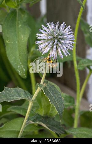 Abeille pollinisant une fleur de chardon globe Banque D'Images