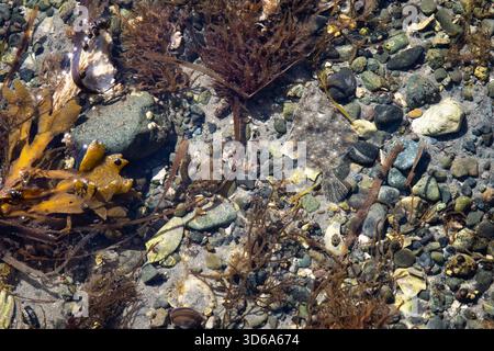 Un flet dans un bassin de marée sur l'île de Vancouver, Canada Banque D'Images