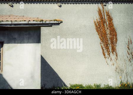 Composition minimaliste d'un mur texturé éclairé par le soleil, ombre diagonale nette d'un bord de toit, et feuilles grimpantes orange chaudes et sèches d'un lierre créant vif Banque D'Images