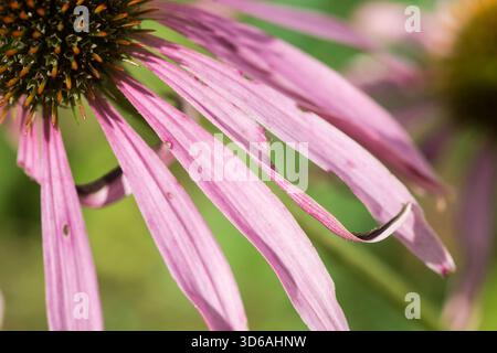 gros plan d'un coneflower violet. Banque D'Images