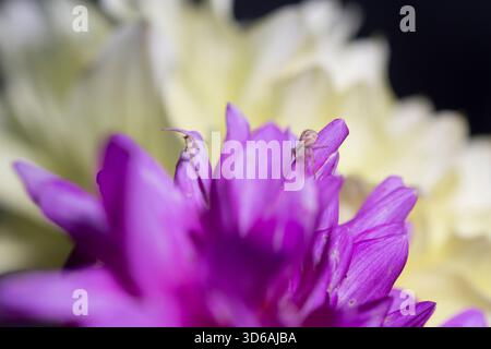 Araignée sur une fleur Banque D'Images