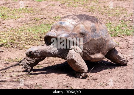 Tortue géante - Aldabrachelys gigantea, belle grande tortue longue vie des îles de l'océan Indien, Maurice. Banque D'Images