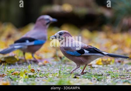 Les Jays eurasiens (Garrulus glandarius) s'associent pour se nourrir ensemble dans un feuillage d'automne coloré, Bavière, Allemagne Banque D'Images
