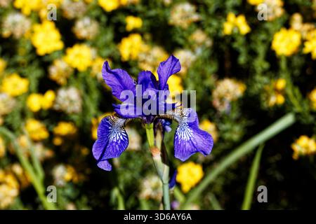 Iris sibirica, communément appelé iris sibérien ou drapeau sibérien, est une espèce de plante à fleurs de la famille des Iridaceae. Banque D'Images