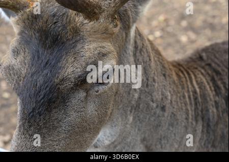 Oeil d'un cerf en jachère (Dama dama) gros plan, dans un enclos extérieur dans la forêt, Mecklembourg-Poméranie occidentale, Allemagne Banque D'Images