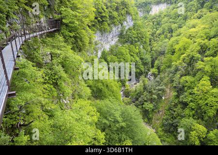 Passerelle en métal dans une gorge de forêt avec des arbres verts luxuriants, gorge Okatse, canyon, région d'Imereti, Imereti, Géorgie Banque D'Images