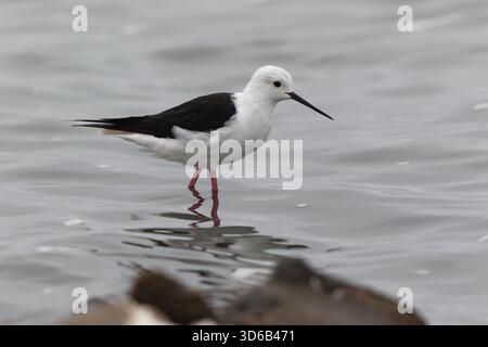 Black Winged Stilt Banque D'Images