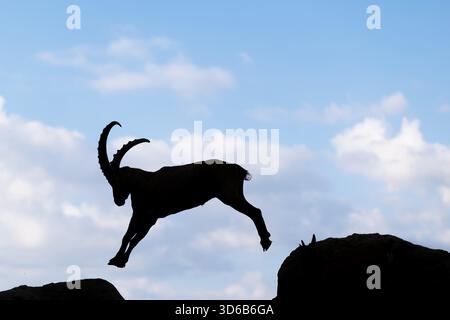 Un bouillon mâle (Capra bouillon) saute de roche en roche. Silhouette contre un ciel bleu avec des nuages. Carinthie, Autriche Banque D'Images