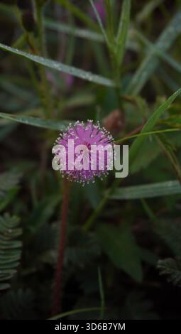 Les plantes Mimosa pudica sont communément appelées plantes sensibles ou plantes qui ne doivent pas être touchées Banque D'Images