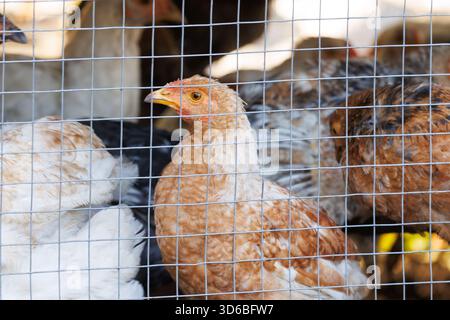 Jeunes poulets derrière le treillis métallique. Groupe de jeunes poulets à l'intérieur d'un enclos à volaille, vu à travers un treillis métallique. Concept de petite ferme. Banque D'Images