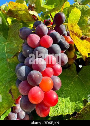 Grappe de raisin mûr dans le vignoble Banque D'Images