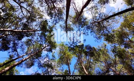 En regardant directement vers le haut la canopée de grands pins, formant un cadre naturel autour d'un ciel bleu vif parsemé de nuages blancs. Banque D'Images