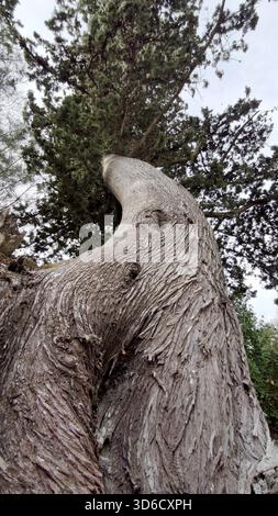 Vue en bas angle d'un tronc d'arbre épais et tordu, peut-être un cyprès, avec une écorce rugueuse et texturée atteignant considérablement le ciel. Banque D'Images