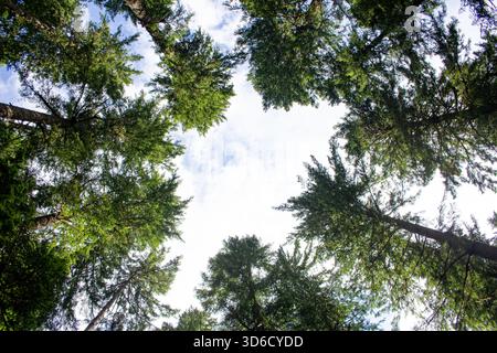 Une vue en haut d'un grand arbre forestier, vu dans Mt. Rainier National Park, Washington. Banque D'Images