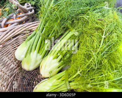 Une vue d'un panier plein de fenouil, exposé sur un marché fermier local. Banque D'Images