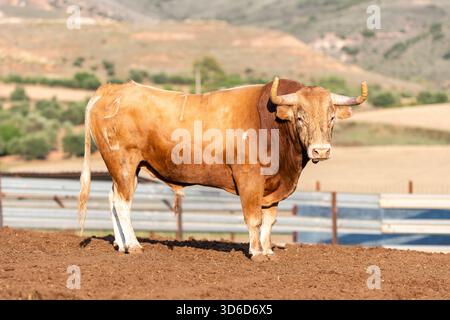 Une vache brune pèle paisiblement dans un champ entouré de collines verdoyantes et d'un ciel bleu par un après-midi ensoleillé. Banque D'Images