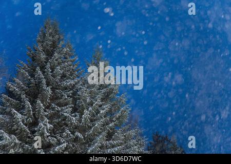 Freudenstadt, Allemagne. 20 novembre 2025. La neige tombe près de Freudenstadt et reste sur les sapins. Jusqu'à 20 centimètres de neige fraîche sont attendus dans la Forêt Noire. Crédit : Silas Stein/dpa/Alamy Live News Banque D'Images