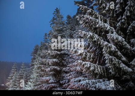 Freudenstadt, Allemagne. 20 novembre 2025. La neige tombe près de Freudenstadt et reste sur les sapins. Jusqu'à 20 centimètres de neige fraîche sont attendus dans la Forêt Noire. Crédit : Silas Stein/dpa/Alamy Live News Banque D'Images
