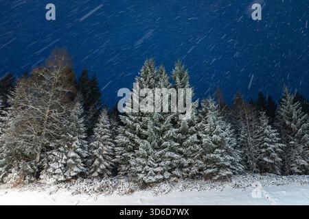 Freudenstadt, Allemagne. 20 novembre 2025. La neige tombe près de Freudenstadt et reste sur les conifères. Jusqu'à 20 centimètres de neige fraîche sont attendus dans la Forêt Noire. Crédit : Silas Stein/dpa/Alamy Live News Banque D'Images
