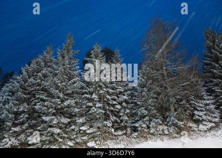 Freudenstadt, Allemagne. 20 novembre 2025. La neige tombe près de Freudenstadt et reste sur les sapins. Jusqu'à 20 centimètres de neige fraîche sont attendus dans la Forêt Noire. Crédit : Silas Stein/dpa/Alamy Live News Banque D'Images