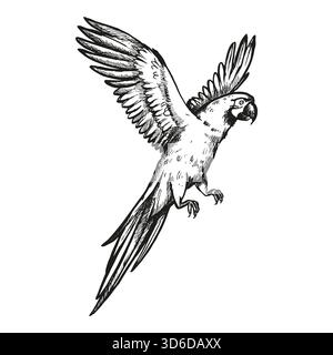 perroquet volant dessiné à la main avec des ailes ouvertes, oiseau de forêt tropicale, illustration vectorielle d'animal exotique, croquis de gravure noir et blanc d'animal de compagnie, zoo Illustration de Vecteur