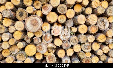 Vue rapprochée de nombreuses branches de bois coupées rondes de différentes tailles, avec des motifs de grain détaillés et des tons bruns naturels, empilés les uns sur les autres. Banque D'Images