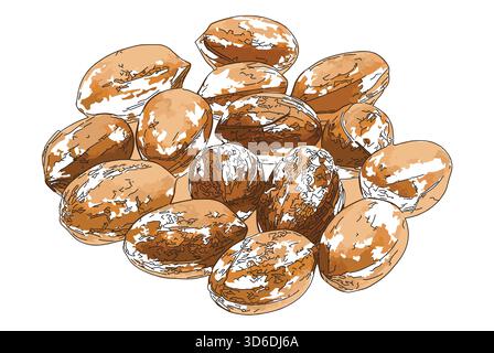 Peinture impressionniste de style esquisse, noix de paon sur fond blanc, image vectorielle d'illustration numérique Illustration de Vecteur