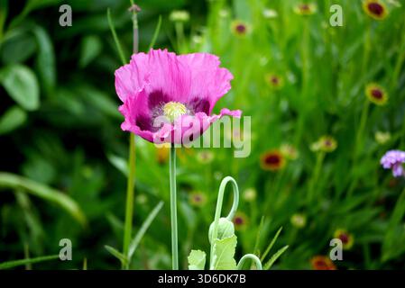 Single Light Purple Papaver somniferum 'Hongrois Blue' (coquelicot) Fleur sur l'affichage dans les frontières à RHS Garden Harlow Carr, Harrogate, Yorkshire.UK. Banque D'Images