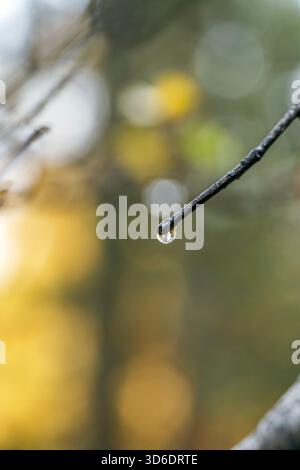 Goutte d'eau suspendue à la pointe de branche d'arbre mince, macro prise avec fond jaune et vert Bokeh, détail de la saison d'automne Banque D'Images