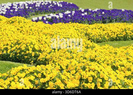 Variétés multicolores de belles fleurs d'alto dans le parc de la ville Banque D'Images