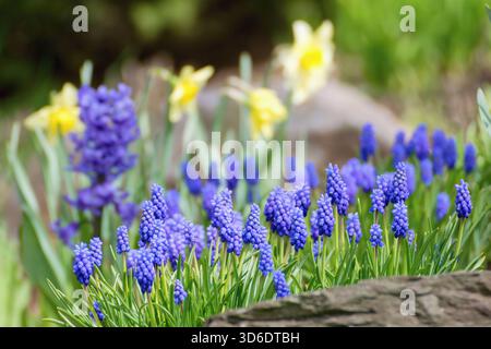 Fleurs bleues Muscari dans le jardin de printemps Banque D'Images