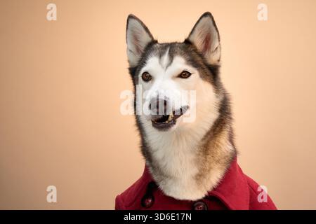 Un Husky sibérien vêtu d'une élégante veste rouge pose sur un fond beige avec une expression élégante. Le cadre minimaliste attire l'attention Banque D'Images