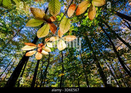 Feuilles d'automne rétroéclairées par la lumière du soleil dans une canopée forestière Banque D'Images