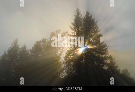 Rayons du soleil perçant à travers le brouillard brumeux dans une forêt de conifères au lever du soleil. Pins spectaculaires rétro-éclairés se dessinant contre des faisceaux lumineux éthérés. Banque D'Images