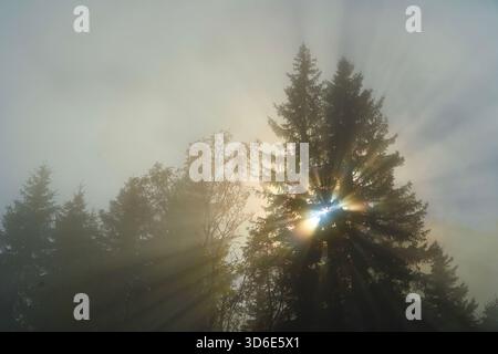 Rayons du soleil perçant à travers le brouillard brumeux dans une forêt de conifères au lever du soleil. Pins spectaculaires rétro-éclairés se dessinant contre des faisceaux lumineux éthérés. Banque D'Images