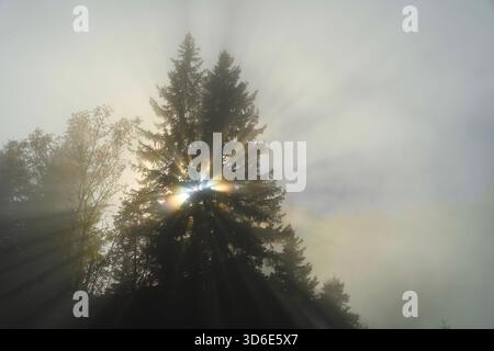 Rayons du soleil perçant à travers le brouillard brumeux dans une forêt de conifères au lever du soleil. Pins spectaculaires rétro-éclairés se dessinant contre des faisceaux lumineux éthérés. Banque D'Images