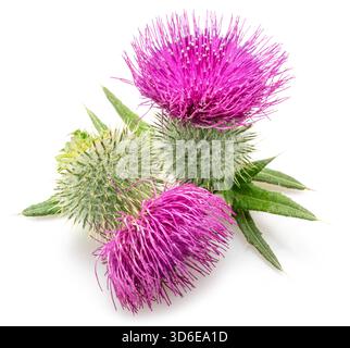 Têtes de fleurs de chardon Marie isolées sur fond blanc. Banque D'Images